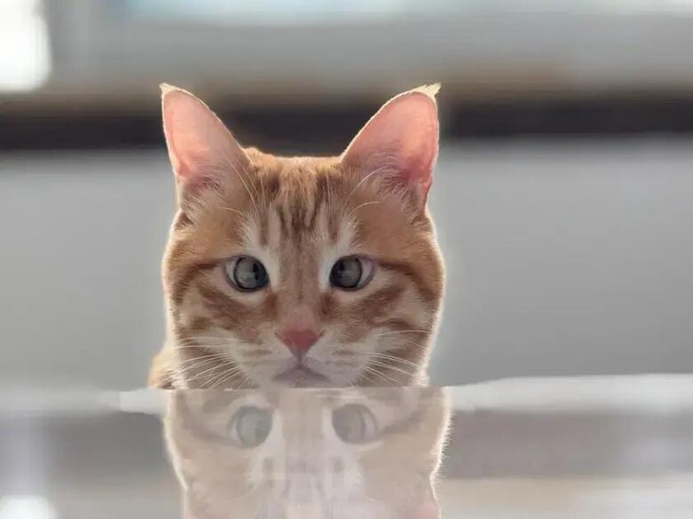 Automatic recall alerts for medications using AI.