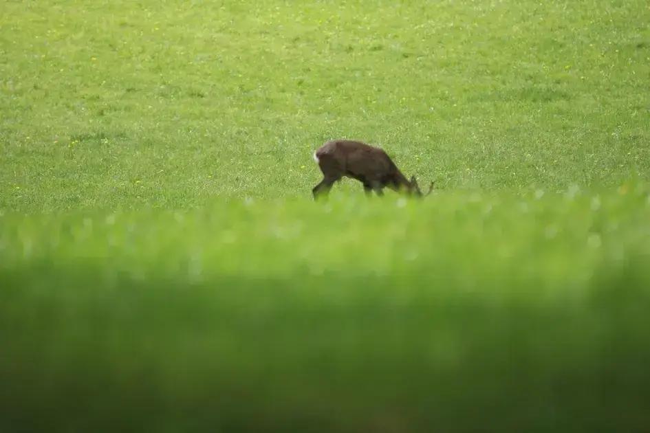 staff coordination and training for pauses